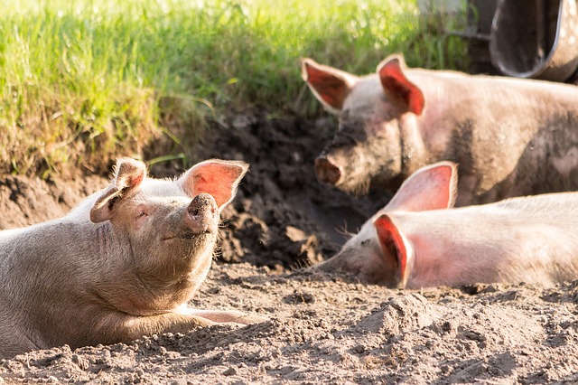 pigs-4028140_640